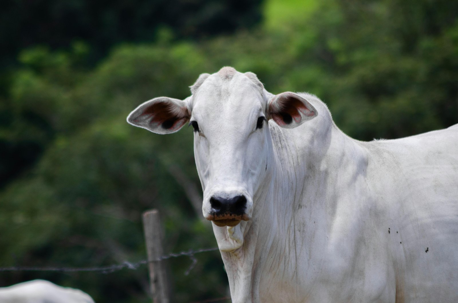 O nosso maior inimigo