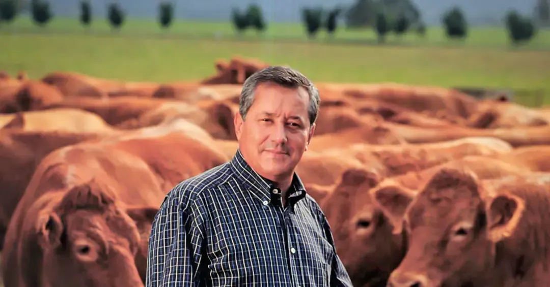 Entenda o caso boi gordo