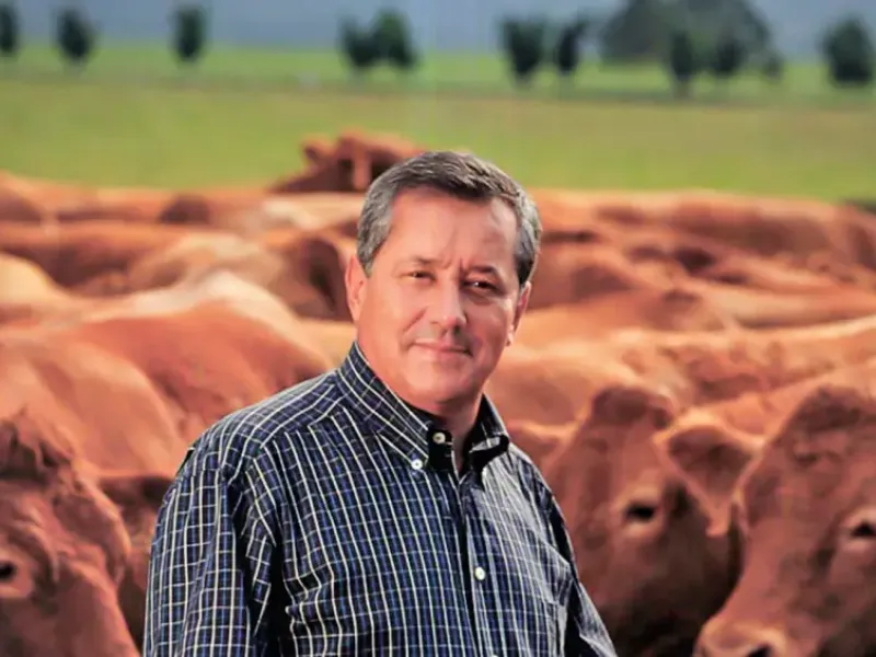 Entenda o caso boi gordo